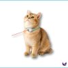 Cat Collar