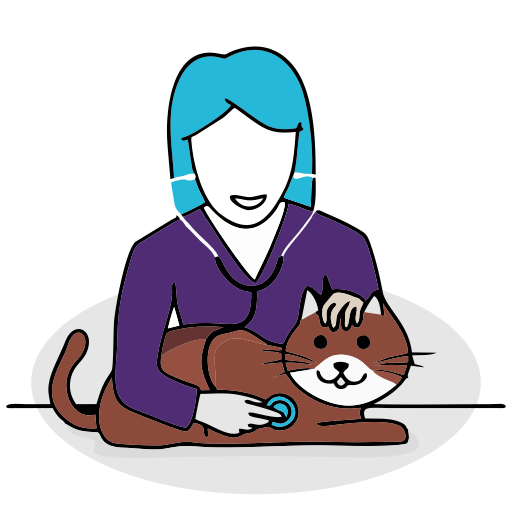 Cat general checkup by vet